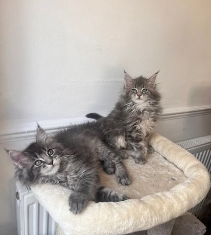 Männliche und weibliche Maine-Coon-Kätzchen