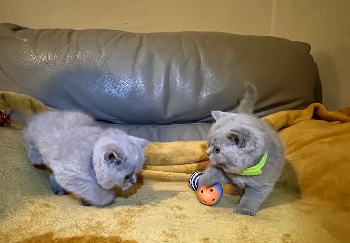 2 Britisch Kurzhaar-Kätzchen verfügbar