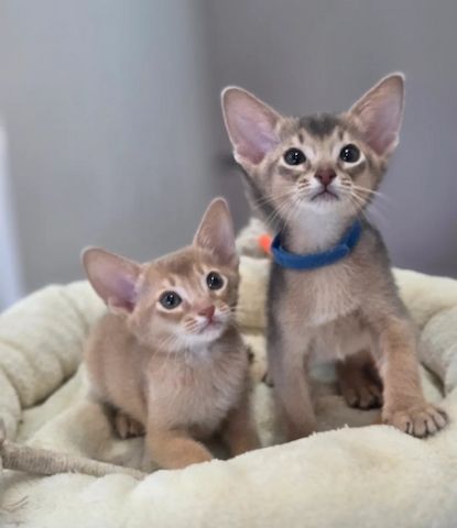 wunderschöne Abessinier katze