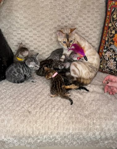 Reinrassige Bengalkätzchen zu verkaufen