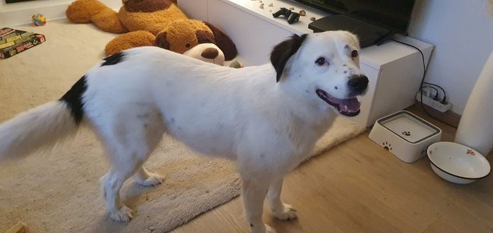 Elfie Schäferhundmix sucht Zuhause