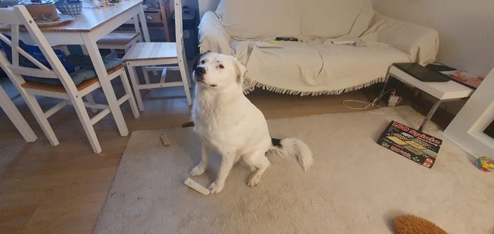 Elfie Schäferhundmix sucht Zuhause