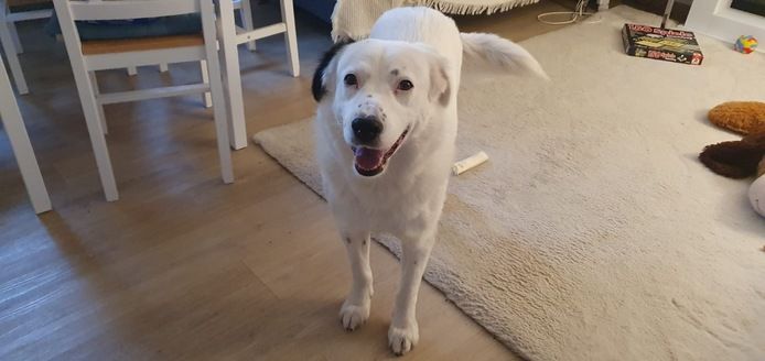 Elfie Schäferhundmix sucht Zuhause