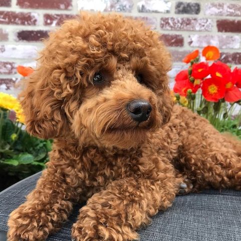 Niedliche Pudelwelpen