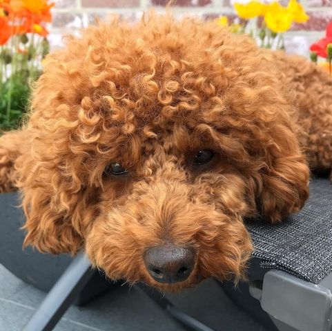 Niedliche Pudelwelpen