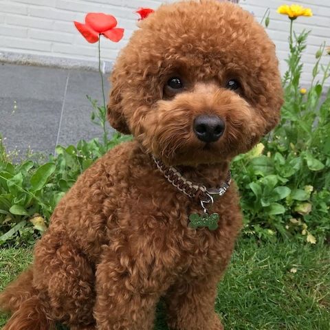 Niedliche Pudelwelpen