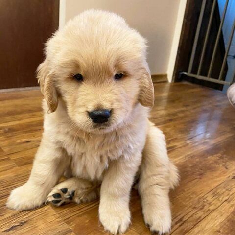 Golden-Retriever-Welpen