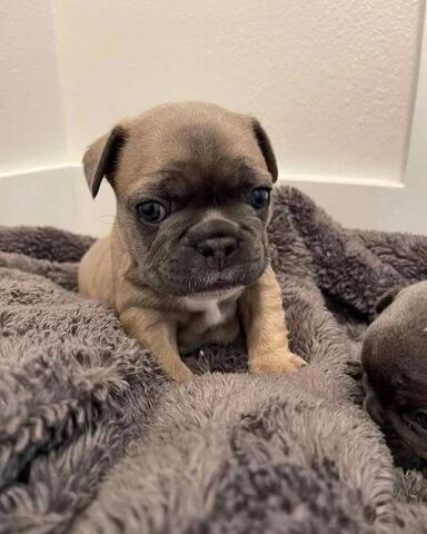 Französische Bulldogge