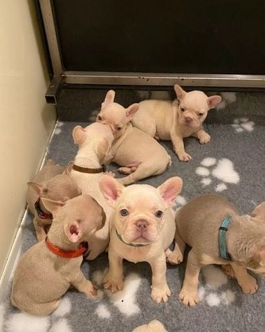 Französische Bulldogge