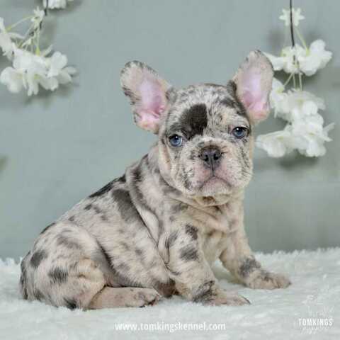 Französische Bulldogge