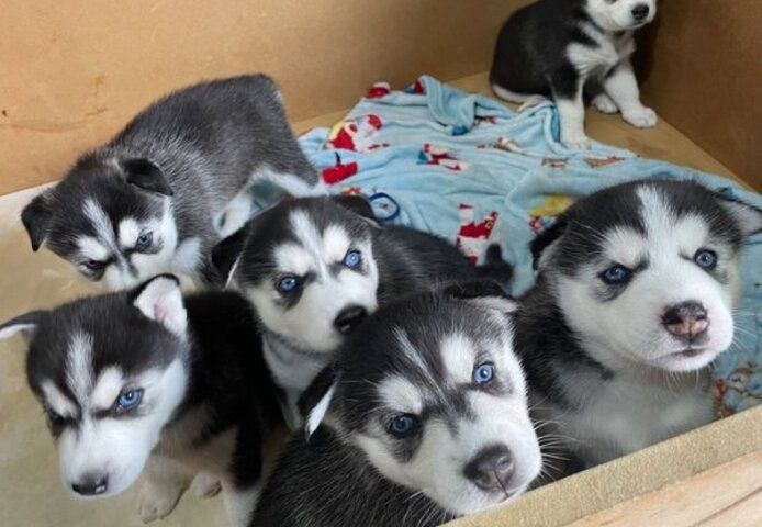 Siberian Husky Welpen