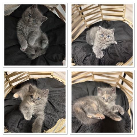 Bkh Ragdoll Mix Kitten