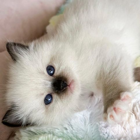 Rasse-Ragdol-Kätzchen zu verkaufen