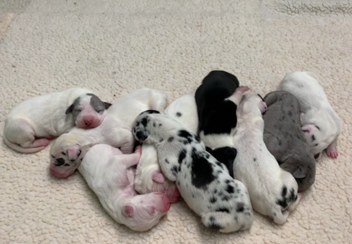 Dalmatiner Welpen