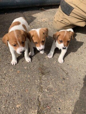Jack Russell Welpe