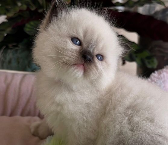 Wunderschöne Ragdoll-Kätzchen zu verkaufen