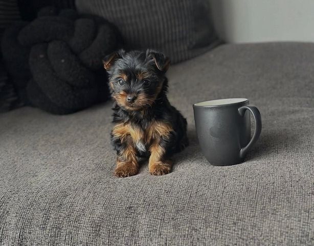 Bezaubernder Yorkshire-Terrier-Welpe (Rüde)