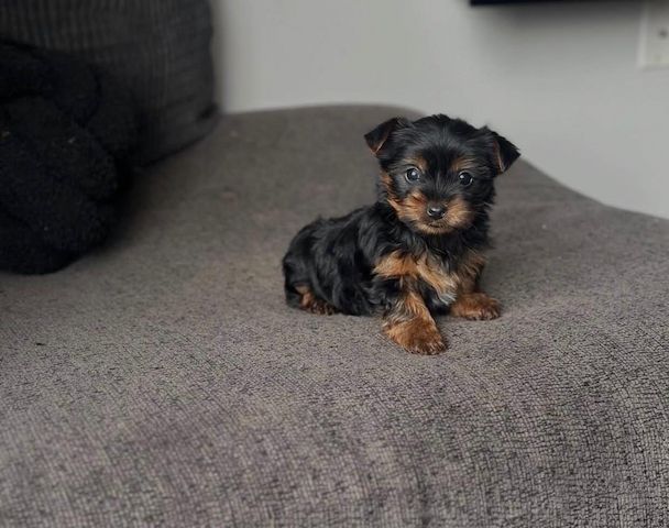 Bezaubernder Yorkshire-Terrier-Welpe (Rüde)