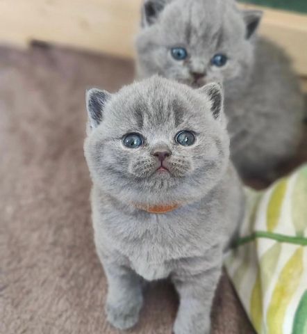 Britisch Kurzhaar-Kätzchen suchen ein neues Zuhause.
