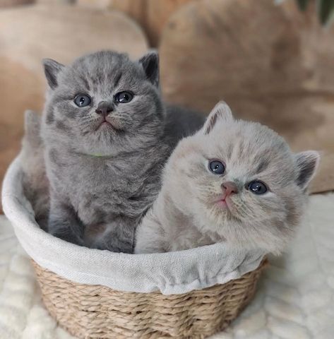 Britisch Kurzhaar-Kätzchen suchen ein neues Zuhause.