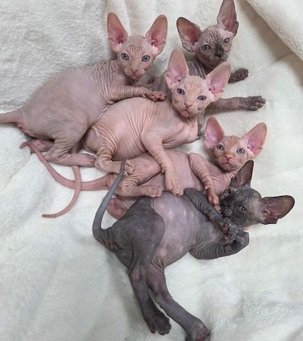 Sphynx-Katzen suchen ein neues Zuhause