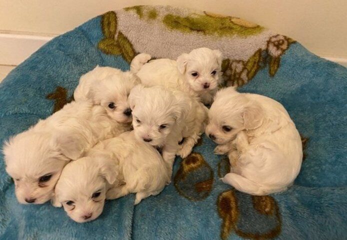 Malteserwelpen Welpen
