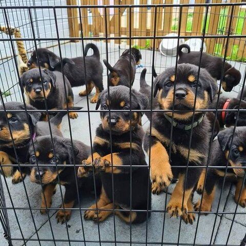 Rottweiler Welpen