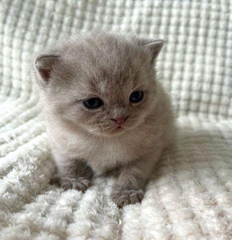 Britisch Kurzhaar (männlich und weiblich) gesucht