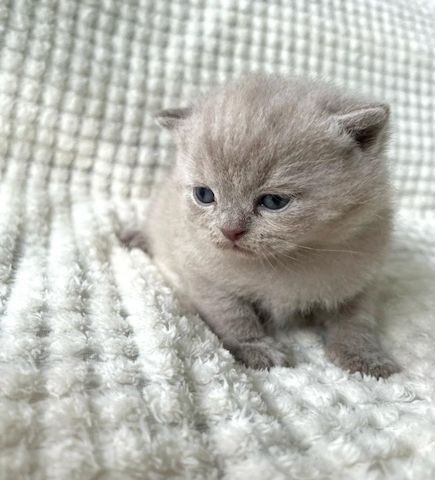 Britisch Kurzhaar (männlich und weiblich) gesucht