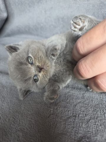 Britisch Kurzhaar (männlich und weiblich) gesucht