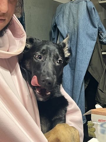 Deutscher/Osteuropäischer schäferhündin