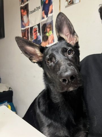 Deutscher/Osteuropäischer schäferhündin