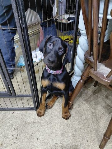 Reinrassige Dobermannwelpen zu verkaufen