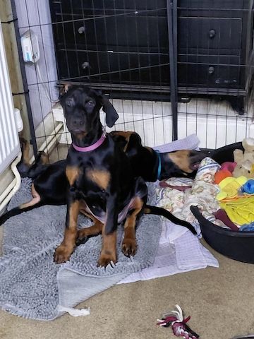 Reinrassige Dobermannwelpen zu verkaufen