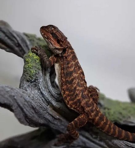 Rotes Monster, Bartagame