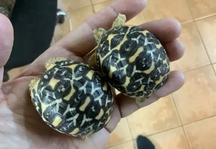 Indische Sternschildkröte (Geochelone elegans)