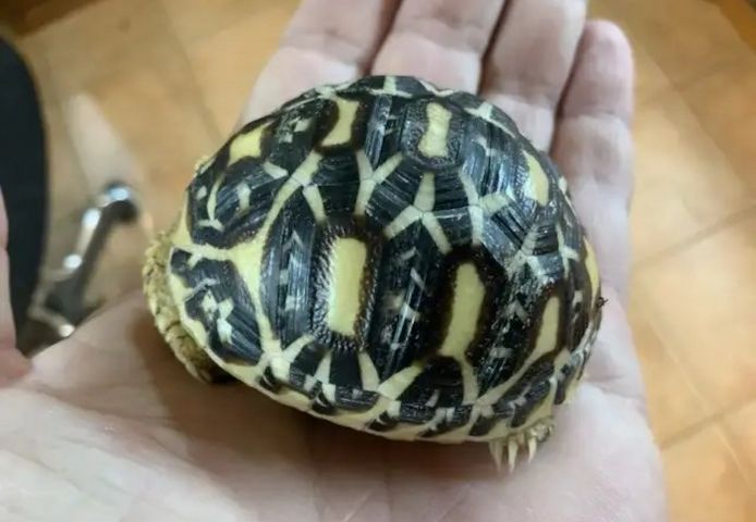 Indische Sternschildkröte (Geochelone elegans)