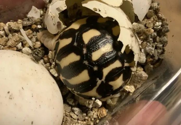 Indische Sternschildkröte (Geochelone elegans)