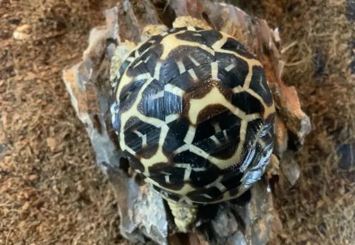 Indische Sternschildkröte (Geochelone elegans)