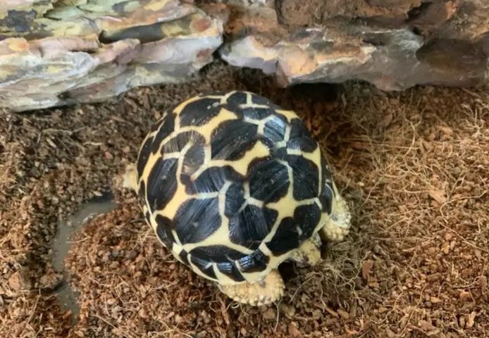 Indische Sternschildkröte (Geochelone elegans)