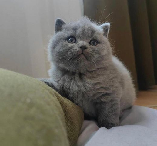 Britisch Kurzhaar-Kätzchen zu verkaufen