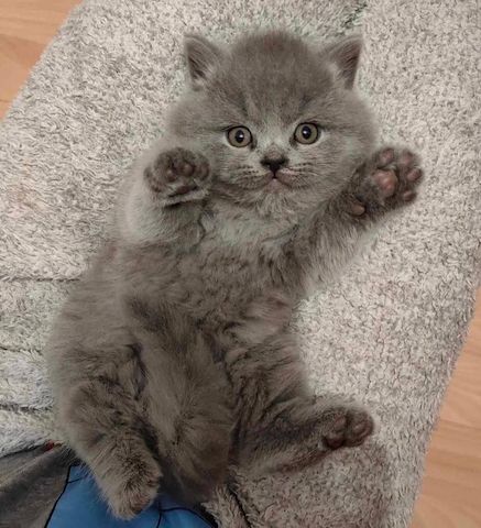 Britisch Kurzhaar-Kätzchen zu verkaufen