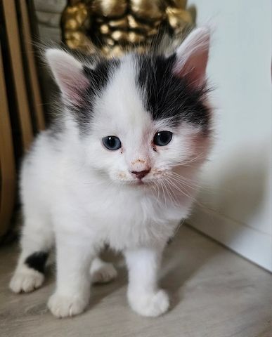 Fünf Türkisch-Angora-Kätzchen