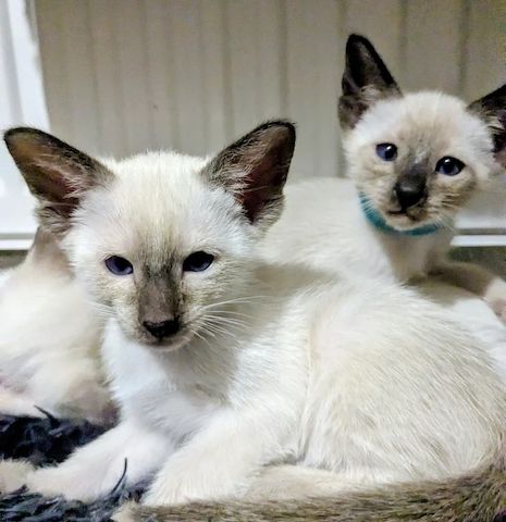 🐾 Siamkätzchen suchen ihre Menschen fürs Leben