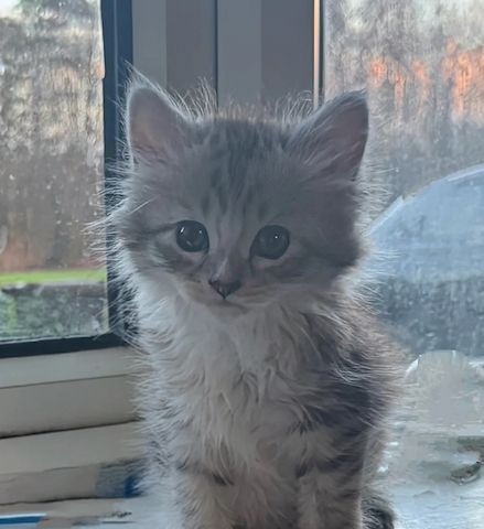 3 sibirische blaue Kater