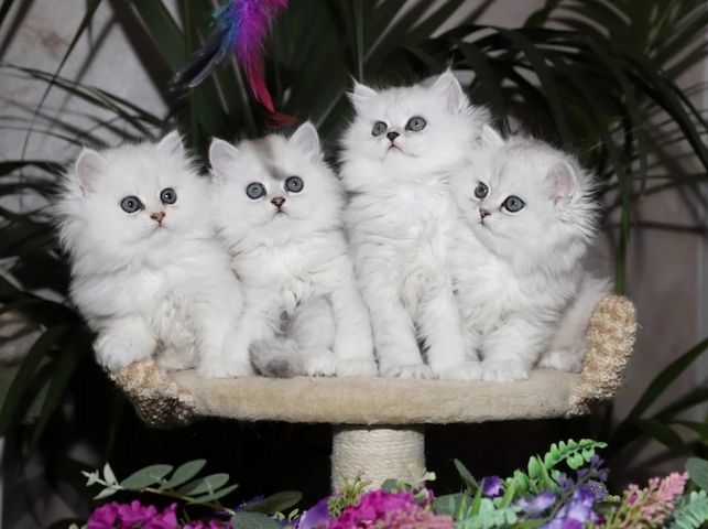 Atemberaubende Chinchilla-Perserkätzchen