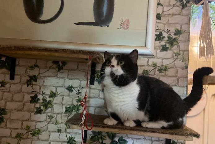 süßer, ausgewachsener Munchkin-Kater