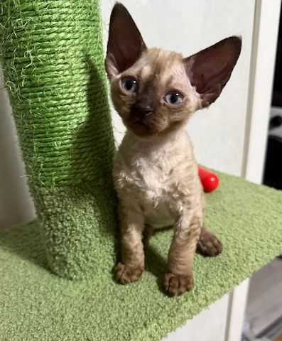 wunderschöne Devon Rex-Kätzchen