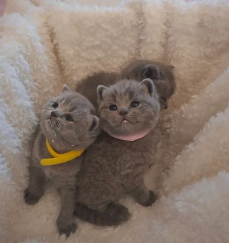 Britisch Kurzhaar-Kätzchen zu verkaufen