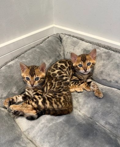 Wunderschöne Bengal-Kätzchen